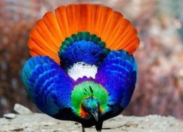 九色PORNY丨国产精品