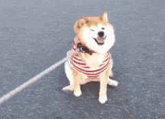 国产女人与狗,女性力量与忠诚犬伴的感人故事